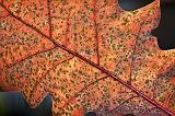 Autumn Leaf_26071